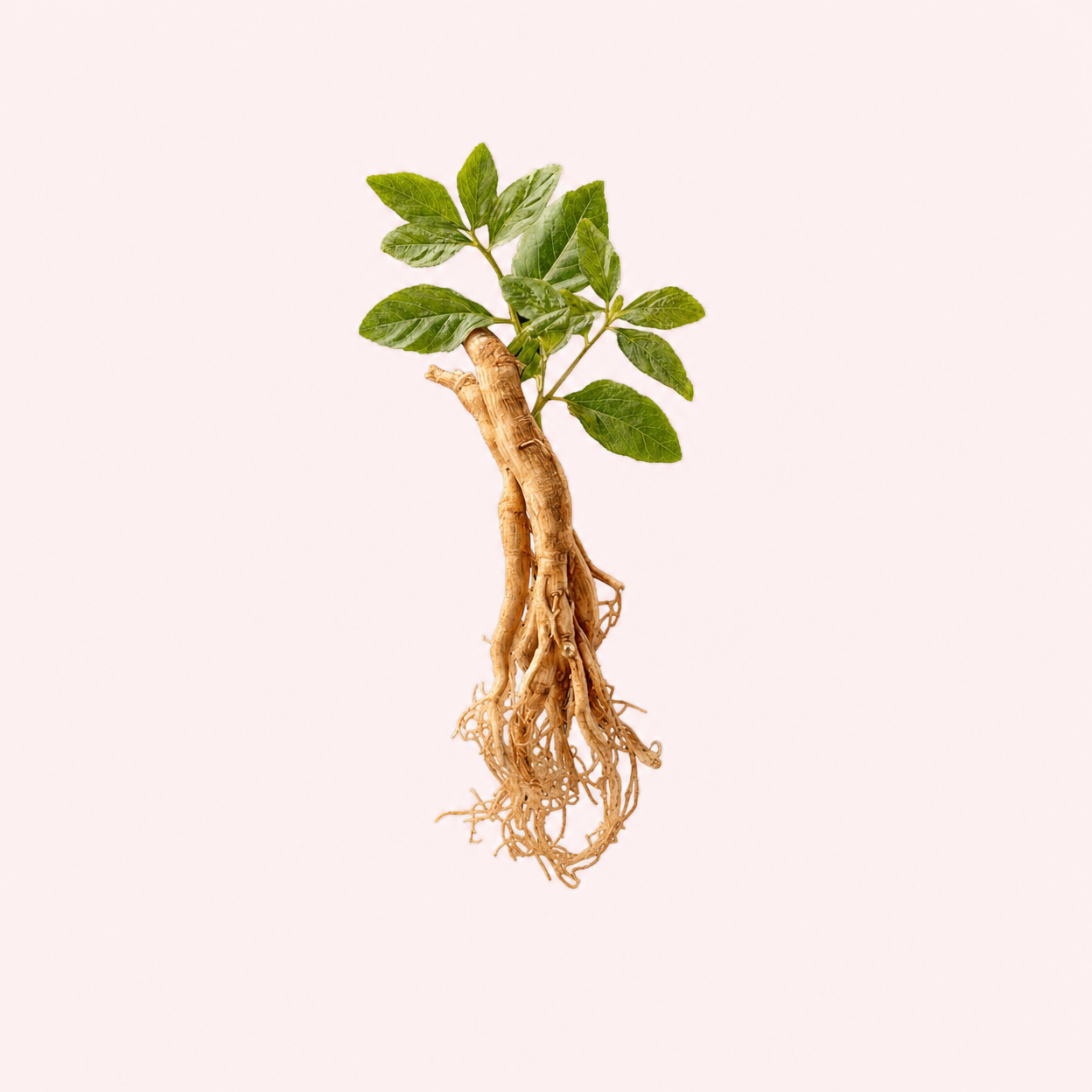 KSM-66® Ashwagandha ingredient photo