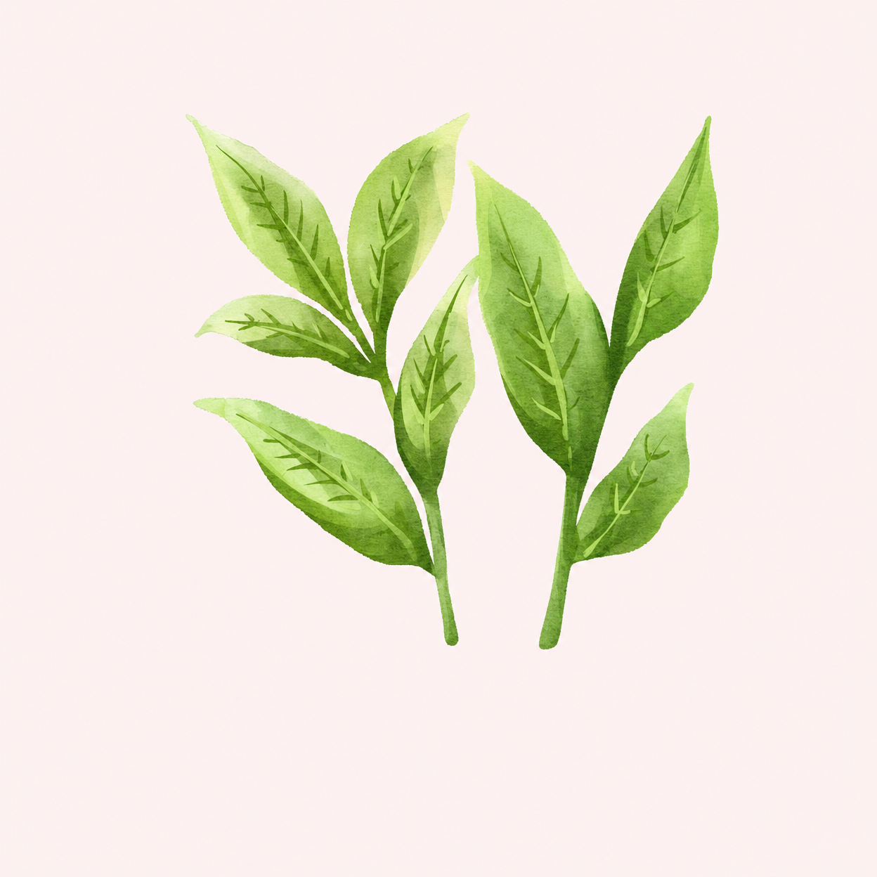 L-Theanine ingredient photo