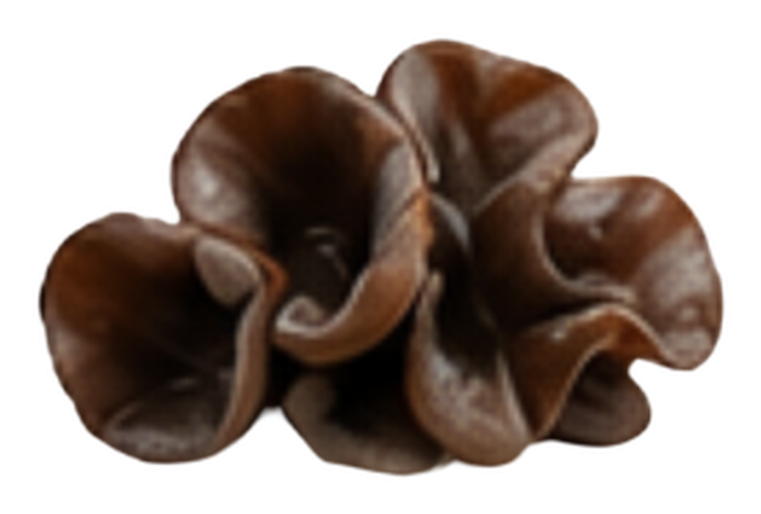 Black Fungus mushroom icon