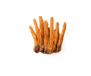 Cordyceps mushroom icon