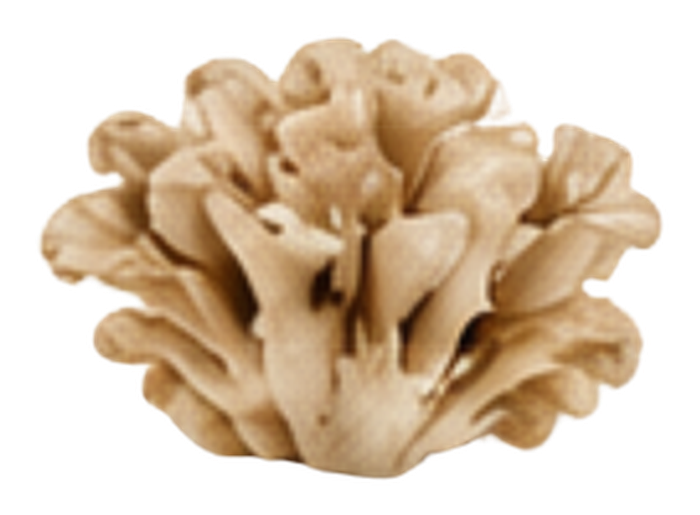 Maitake mushroom icon
