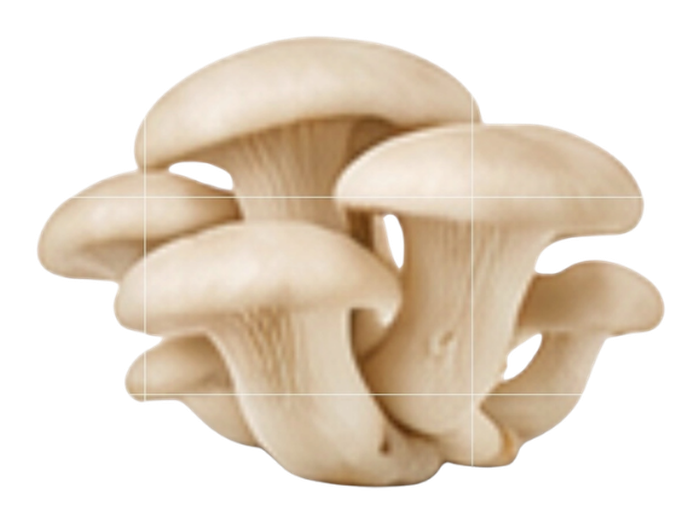 Oyster Mushroom mushroom icon