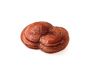 Reishi mushroom icon