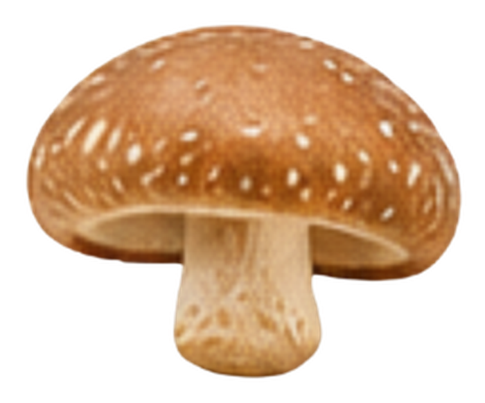 Shiitake mushroom icon
