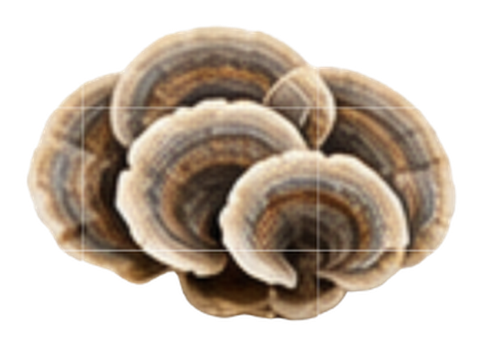 Turkey Tail mushroom icon