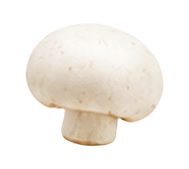 White Button mushroom icon