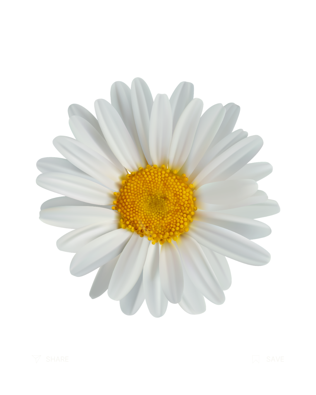Chamomile Extract ingredient