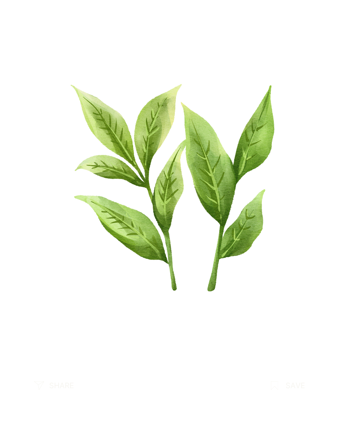 L-Theanine ingredient