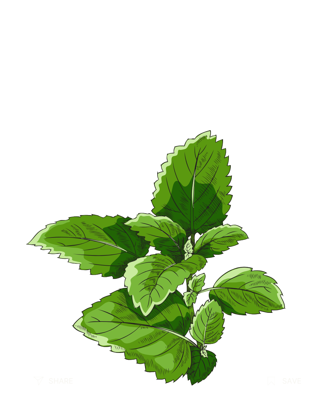 Lemon Balm Extract ingredient