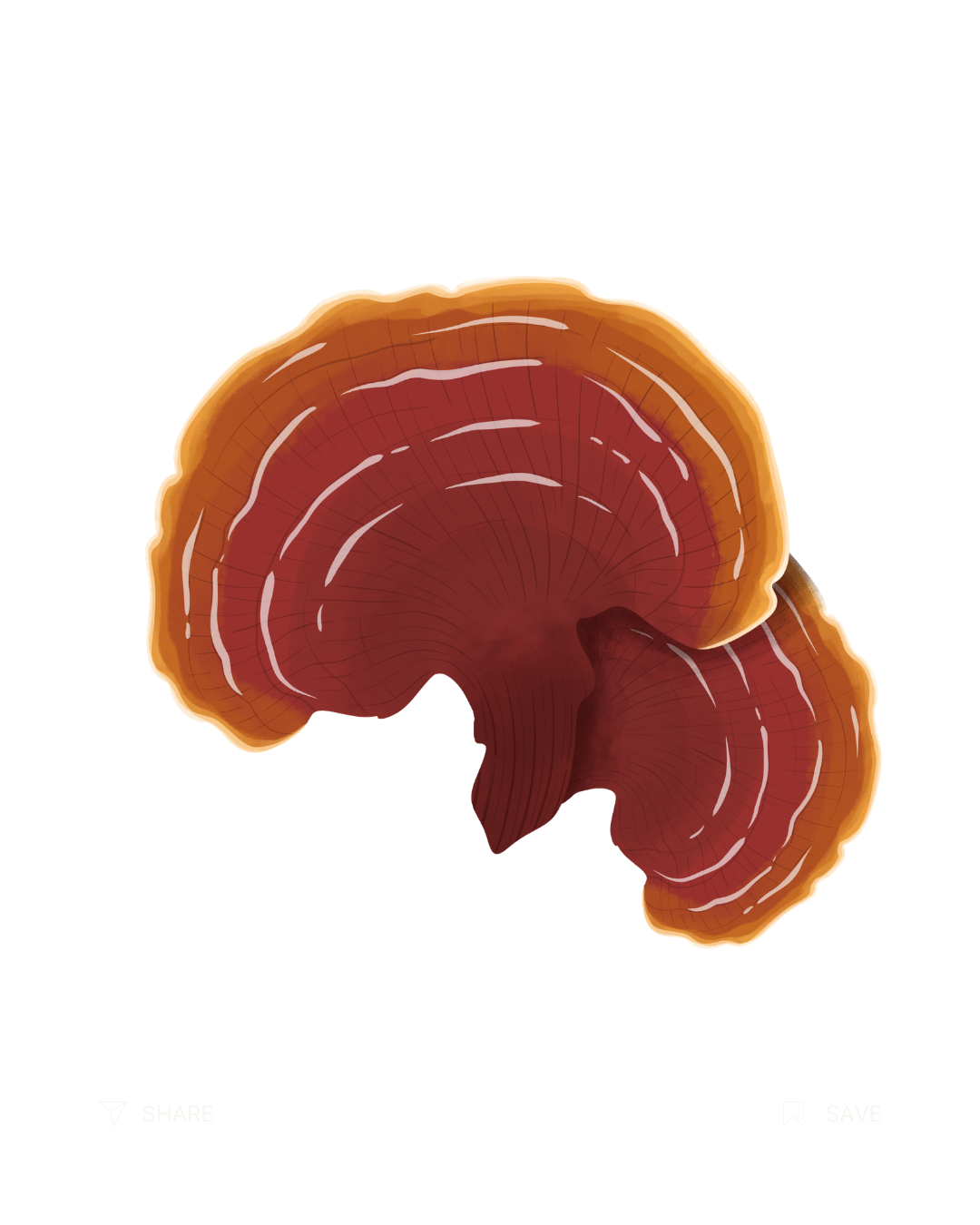 Reishi Mushroom Extract ingredient