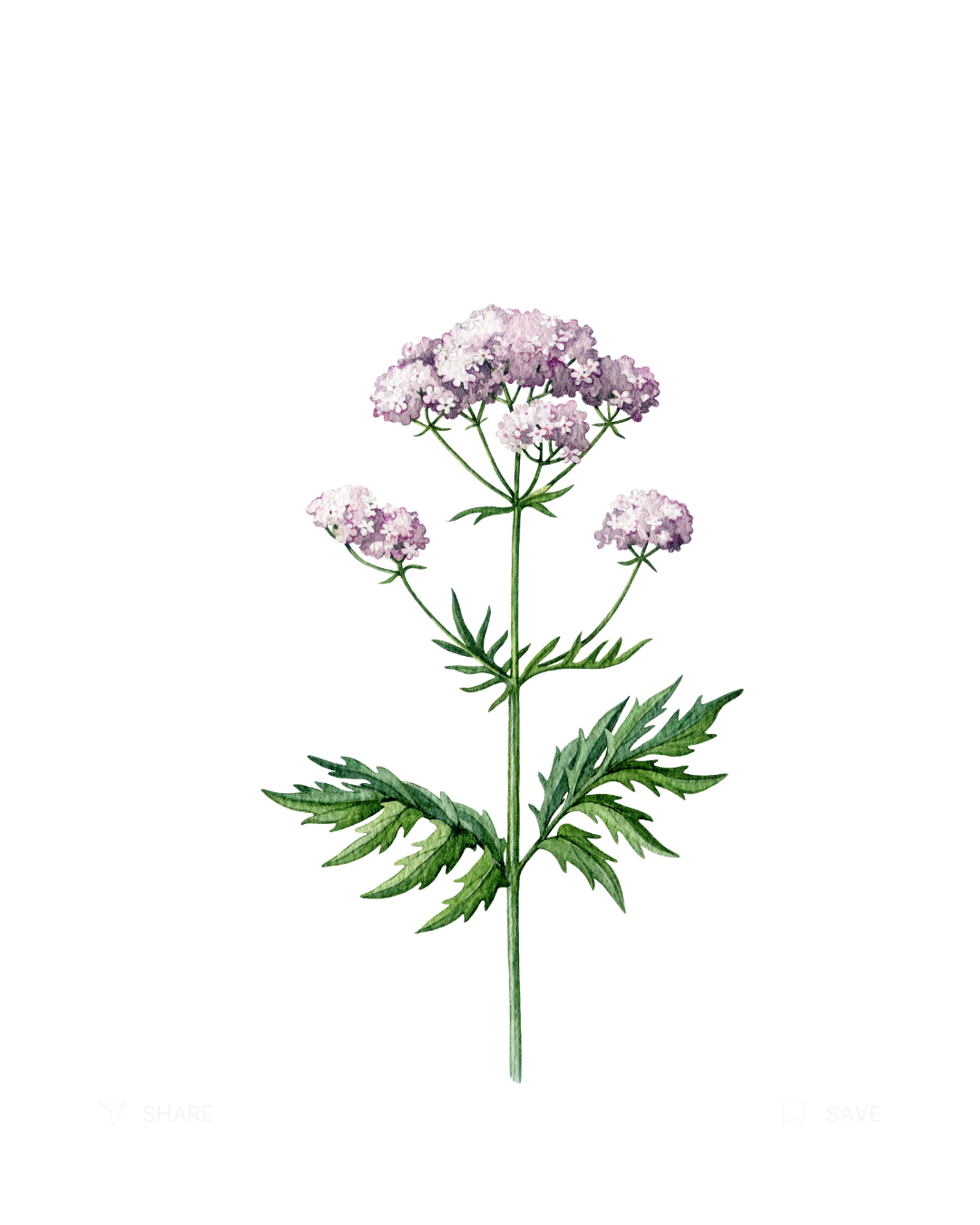 Valerian Root Extract ingredient